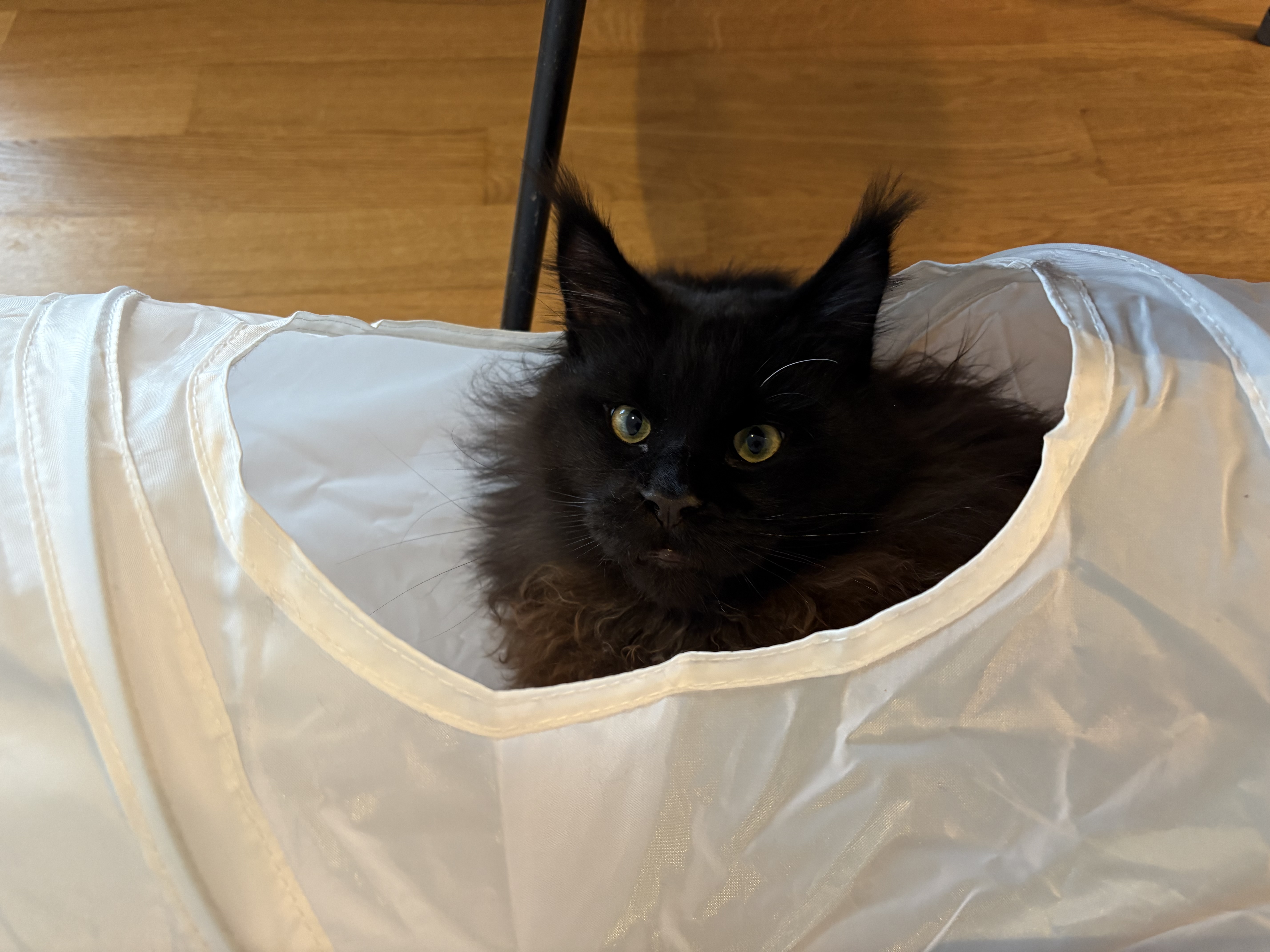 Ares's profile picture