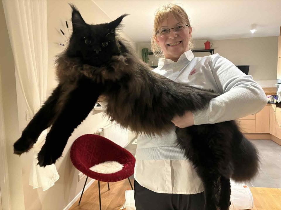 Photo of Ares, a cat